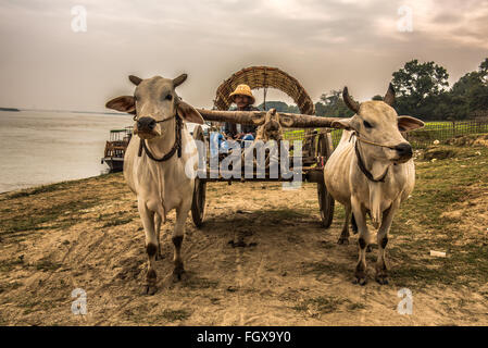 Il vecchio contadino birmano cavalcare un bue carrello lungo il fiume Irrawaddy Foto Stock