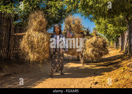 Gli agricoltori birmano che trasportano hays sul retro nella campagna vicino a Bagan, Myanmar Foto Stock