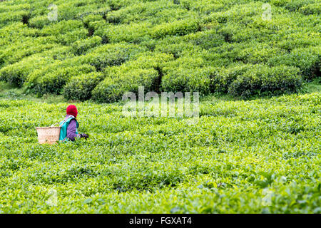 KINIHIRA, Ruanda- novembre 9: unidentified lavoratore in una piantagione di tè il 9 novembre 2013. Il tè è elemento di esportazione del Ruanda Foto Stock