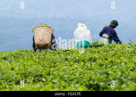 KINIHIRA, Ruanda- novembre 9: unidentified lavoratore in una piantagione di tè il 9 novembre 2013. Il tè è elemento di esportazione del Ruanda Foto Stock