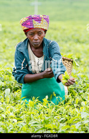 KINIHIRA, Ruanda- novembre 9: unidentified lavoratore in una piantagione di tè il 9 novembre 2013. Il tè è elemento di esportazione del Ruanda Foto Stock