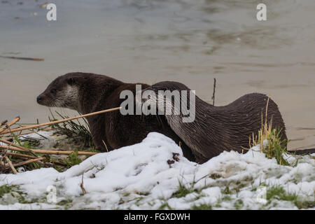 Lontra famiglia sulla banca. In inverno. Luce neve sull'erba. Foto Stock