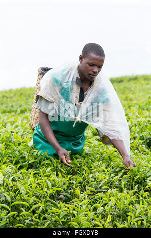 KINIHIRA, Ruanda- novembre 9: unidentified lavoratore in una piantagione di tè il 9 novembre 2013. Il tè è elemento di esportazione del Ruanda Foto Stock