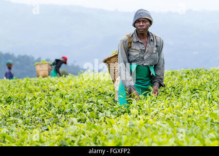 KINIHIRA, Ruanda- novembre 9: unidentified lavoratore in una piantagione di tè il 9 novembre 2013. Il tè è elemento di esportazione del Ruanda Foto Stock