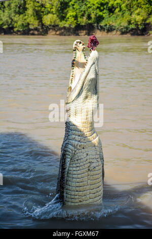 Coccodrillo di acqua salata salto per uno spuntino in Adelaide River, il Parco Nazionale Kakadu, Darwin, in Australia Foto Stock