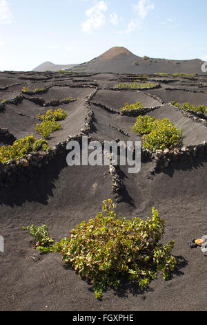 La Geria area, Lanzarote, Isole canarie, Spagna, Europa Foto Stock