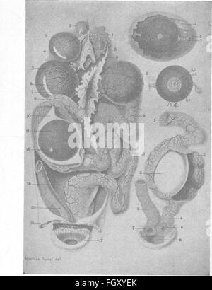 Batteriologia e micologia degli alimenti (1919) Foto Stock