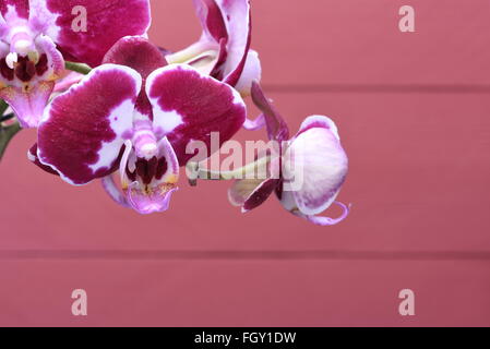 Orchidea viola fiori su sfondo di legno Foto Stock