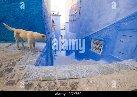 Africa,Nord Africa,Marocco, Chefchaouen o Chaouen è il capoluogo della provincia dello stesso nome. Foto Stock