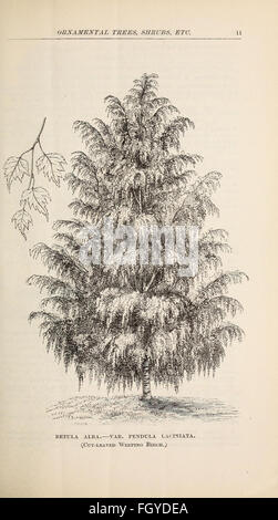 Catalogo descrittivo di alberi ornamentali, arbusti, rose, piante fiorite, &c