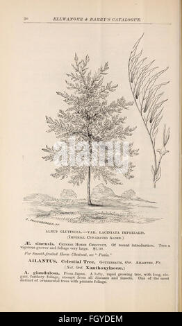 Catalogo descrittivo di alberi ornamentali, arbusti, rose, piante fiorite, &c Foto Stock