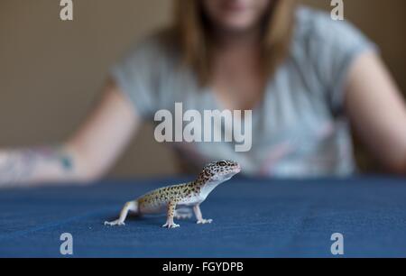 Una donna sta guardando un gecko su un tavolo. Foto Stock