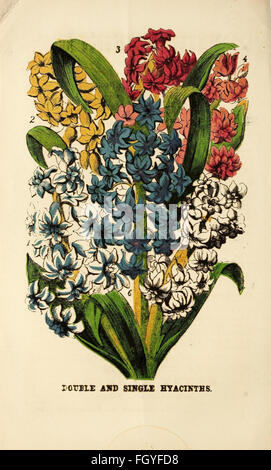 Dreer il catalogo descrittivo di lampadine e di altre radici di fiori, con indicazioni per la loro cultura e la gestione, l'inverno-piante in fiore, rose, &c. &C Foto Stock