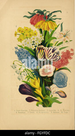 Dreer il catalogo descrittivo di lampadine e di altre radici di fiori, con indicazioni per la loro cultura e la gestione Foto Stock