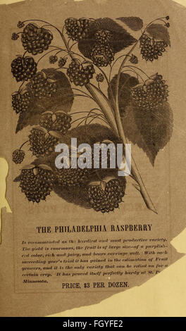 Dreer il catalogo descrittivo di lampadine e di altre radici di fiori Foto Stock