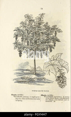Ellwanger e Barry catalogo descrittivo di alberi e arbusti ornamentali, rose, piante fiorite, ecc, ecc, ecc. Foto Stock