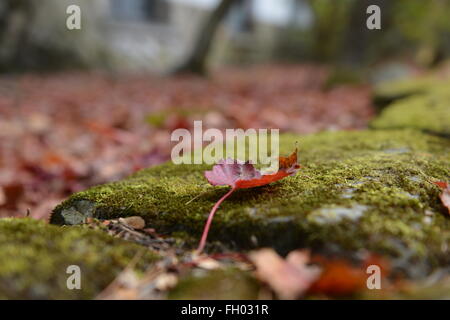 Red maple leaf su un letto di muschio verde,Foglie di autunno Foto Stock