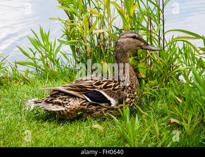Una femmina Mallard duck sorridente e seduta su erba verde sulla riva in prossimità di acqua rivolto verso destra. Foto Stock