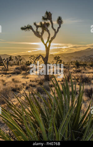 Yucca con Joshua Tree con il sole che tramonta dietro di esso in una scena del deserto Foto Stock