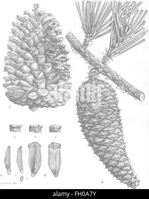 Relazione sulle indagini forestali dell'U. S. Dipartimento di Agricoltura. 1877-1898 (1899) Foto Stock