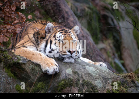 Maschio (Amur Siberian) tiger giacente su roccia, guardando annoiato Foto Stock