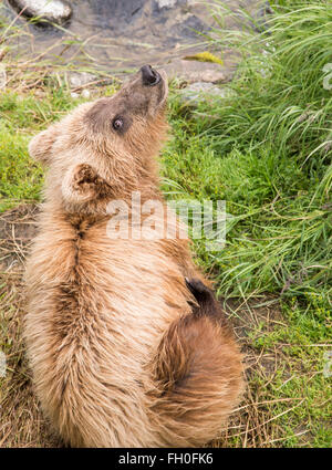 Alaska brown Bear Cub, graffiare un prurito Foto Stock