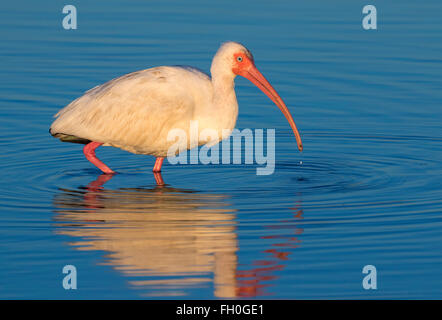 Americano bianco ibis (Eudocimus albus) alimentazione sotto il sole del mattino, Galveston, Texas, Stati Uniti d'America. Foto Stock