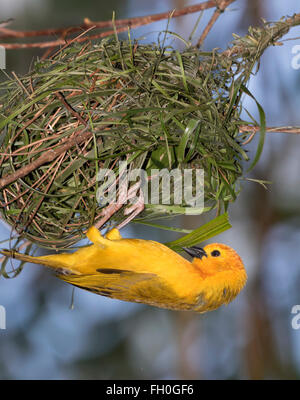 Taveta golden weaver (Ploceus castaneiceps) edificio nido, captive (nativi per l Africa orientale) Foto Stock