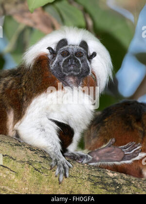 Il cotone-top tamarin (Saguinus oedipus), captive (nativi per la Colombia). Foto Stock
