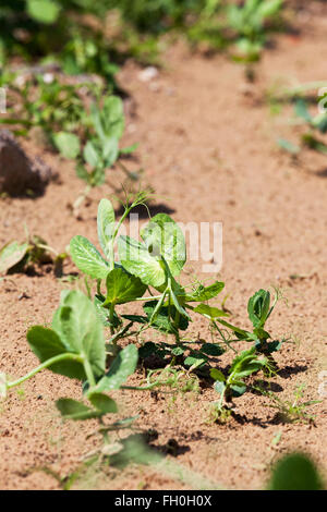 Il segnale di PEA germogliare in primavera Foto Stock