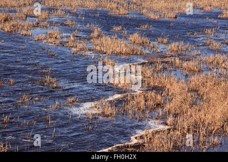 Una palude salata nel nord del Massachusetts Foto Stock