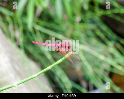 Rosa a forma di libellula di Taiwan Foto Stock