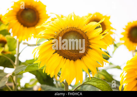 Bellissimo il girasole con sfondo naturale, stock photo Foto Stock