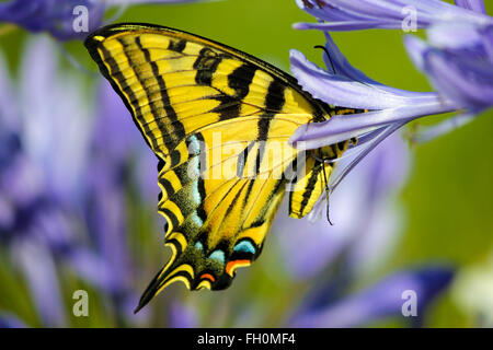 Giallo farfalla a coda di rondine su un viola lilly garden Foto Stock