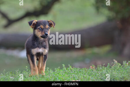 Triste senzatetto cane randagio sul campo Foto Stock