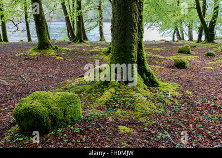 Faggi nella foresta vicino a un lago con fresche foglie verdi e il muschio sul tronco di albero e rocce. Foto Stock