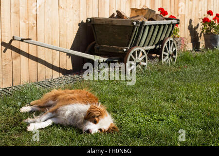 Cane peloso prende un pisolino in erba Foto Stock