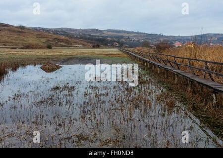 Percorso attraverso i canneti in SIC, Cluj, Romania Foto Stock