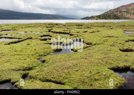 Saltmarsh in Scozia con cielo nuvoloso, colline, ovini e l'oceano. Foto Stock