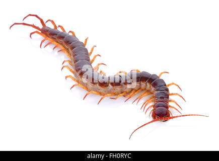 Centipede su sfondo bianco Foto Stock