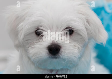 Molto carino il maltese cucciolo di dieci settimane vecchio, dal campione i genitori Foto Stock