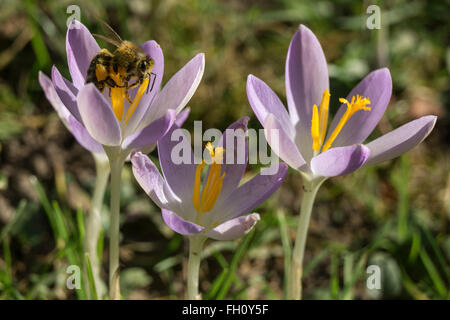 Il miele delle api (Apis) seduto su crocus (Crocus), viola, Baden-Württemberg, Germania Foto Stock