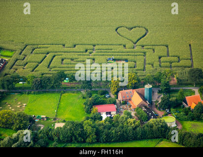 Labirinto con un cuore in cornfield, labirinto di mais, forma di cuore, a forma di cuore, Herten, distretto della Ruhr, Renania settentrionale-Vestfalia Foto Stock