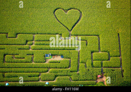 Labirinto con un cuore in cornfield, labirinto di mais, cuore verde, forma di cuore, a forma di cuore, Herten, distretto della Ruhr Foto Stock