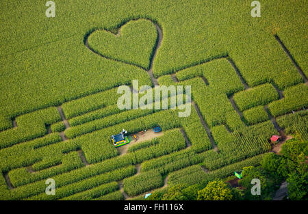 Labirinto con un cuore in cornfield, labirinto di mais, cuore verde, forma di cuore, a forma di cuore, Herten, distretto della Ruhr Foto Stock