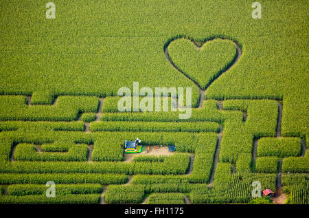 Labirinto con un cuore in cornfield, labirinto di mais, cuore verde, forma di cuore, a forma di cuore, Herten, distretto della Ruhr Foto Stock