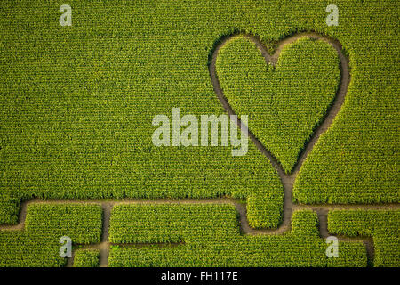 Labirinto con un cuore in cornfield, labirinto di mais, cuore verde, forma di cuore, a forma di cuore, Herten, distretto della Ruhr Foto Stock