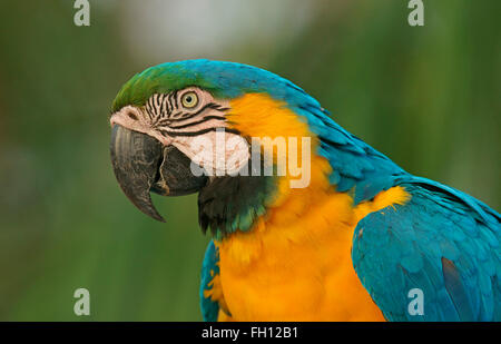 Blu-giallo Macaw (Ara ararauna), ritratto, Pantanal, Brasile Foto Stock