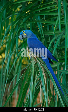 Ara Giacinto (Anodorhynchus hyacinthinus), Pantanal, Mato Grosso, Brasile Foto Stock