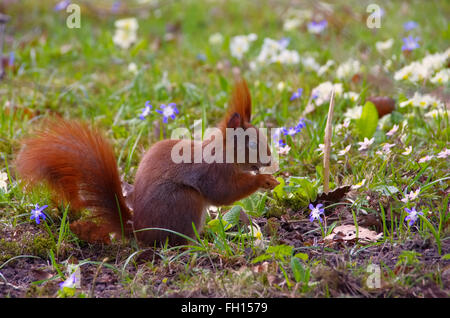 Eichhoernchen im Park im frühling - Red squirrel in a park in spring Foto Stock
